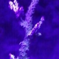 pearl berry sps nov'10