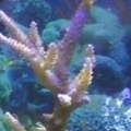 pearl berry sps april'11