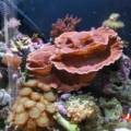 Mix Reef 12g Nano