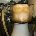 Protein Skimmer in Action