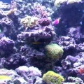 Reef Tank with Sand Bed