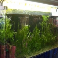 Refugium