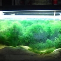 Refugium