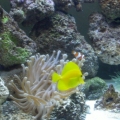 fish13