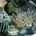 fish22