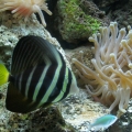 fish32