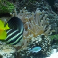 fish41