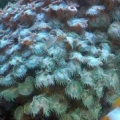 Polyps
