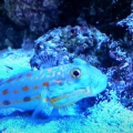 Diamond Goby