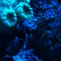 Candy Cane Coral