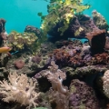 FTS11