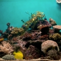 FTS21