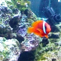 WHACHU SEA, is WHACHU GET!
