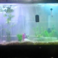 my 75 gallon tank green terror cichlids