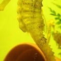 H. reidi