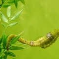 H. reidi