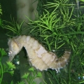 H. erectus Broostock