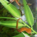 H. erectus Juveniles