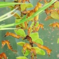 H. erectus Juveniles Week 7