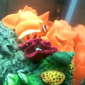 tomato clownfish
