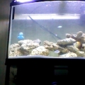 my tank