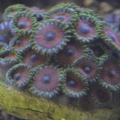 Zoanthid