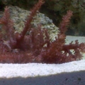 my kenya tree coral