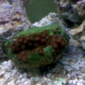 my polyps
