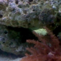 kenya tree coral