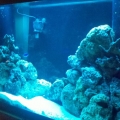 Mac's 1st reef 150g