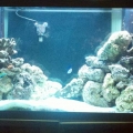 Mac's 1st reef 150g 6 months