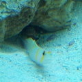 Mac's 1st reef 150g