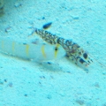 Mac's 1st reef 150g