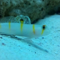 Mac's 1st reef 150g