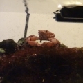 Large Orange Emerald Crab