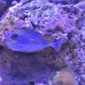 My new tang
