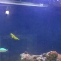 yello watchman goby