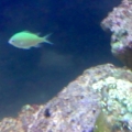 gonipora