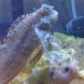 Rock Skipper Posing