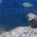 goniopora