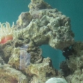 Reef Tank