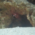 Peppermint Shrimp