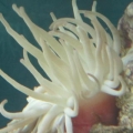 New Anemone Addition