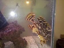 sargassum angler