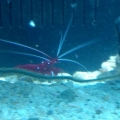 my new aquarium stuff