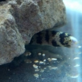 my new aquarium stuff