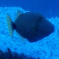 my new aquarium stuff