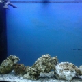 110g my first saltwater tank