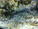 shrimp3
