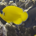 Lemonpeel_Angelfish_at_Obyan